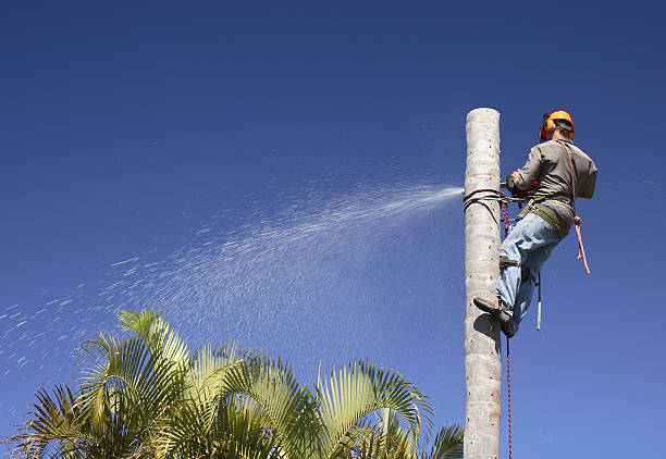 Bee Cave, TX Tree Services Company