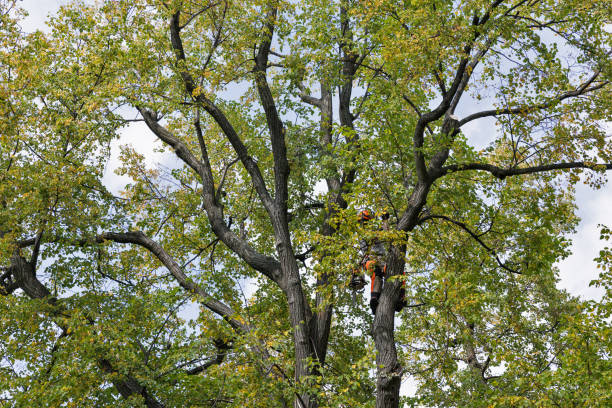 How Our Tree Care Process Works  in  Bee Cave, TX